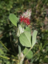 Trifolium incarnatum