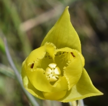 Calochortus amabilis