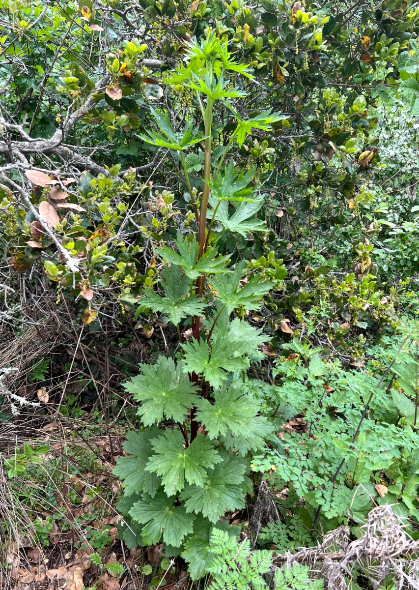 Delphinium californicum ssp. californicum