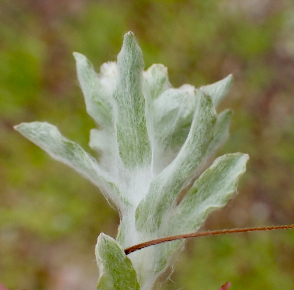 Gnaphalium palustre