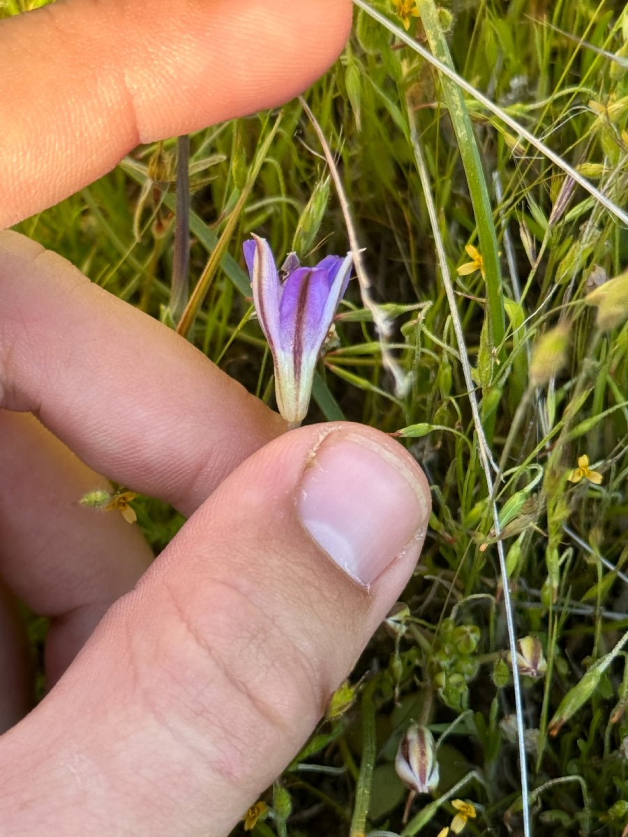 Brodiaea jolonensis