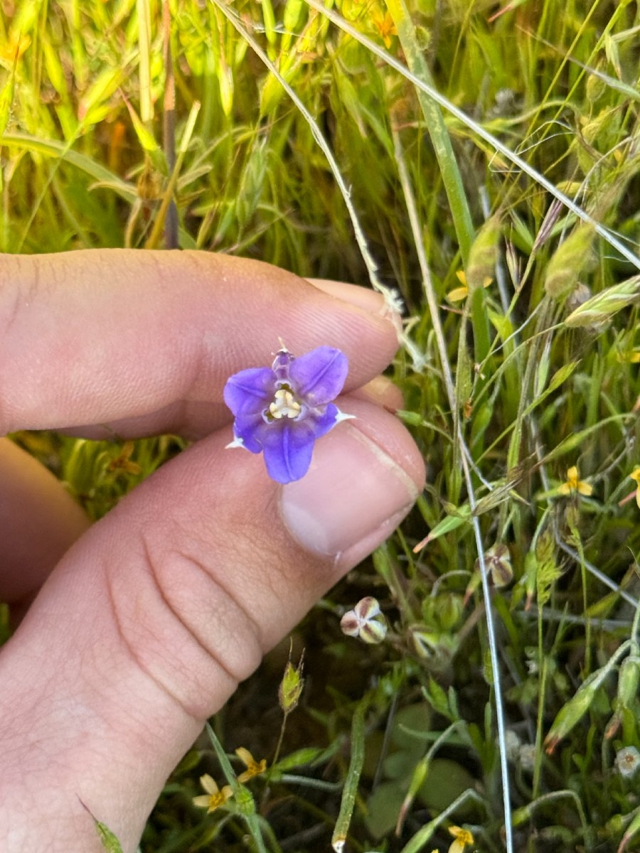 Brodiaea jolonensis