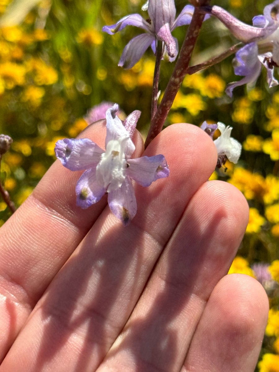 Delphinium recurvatum