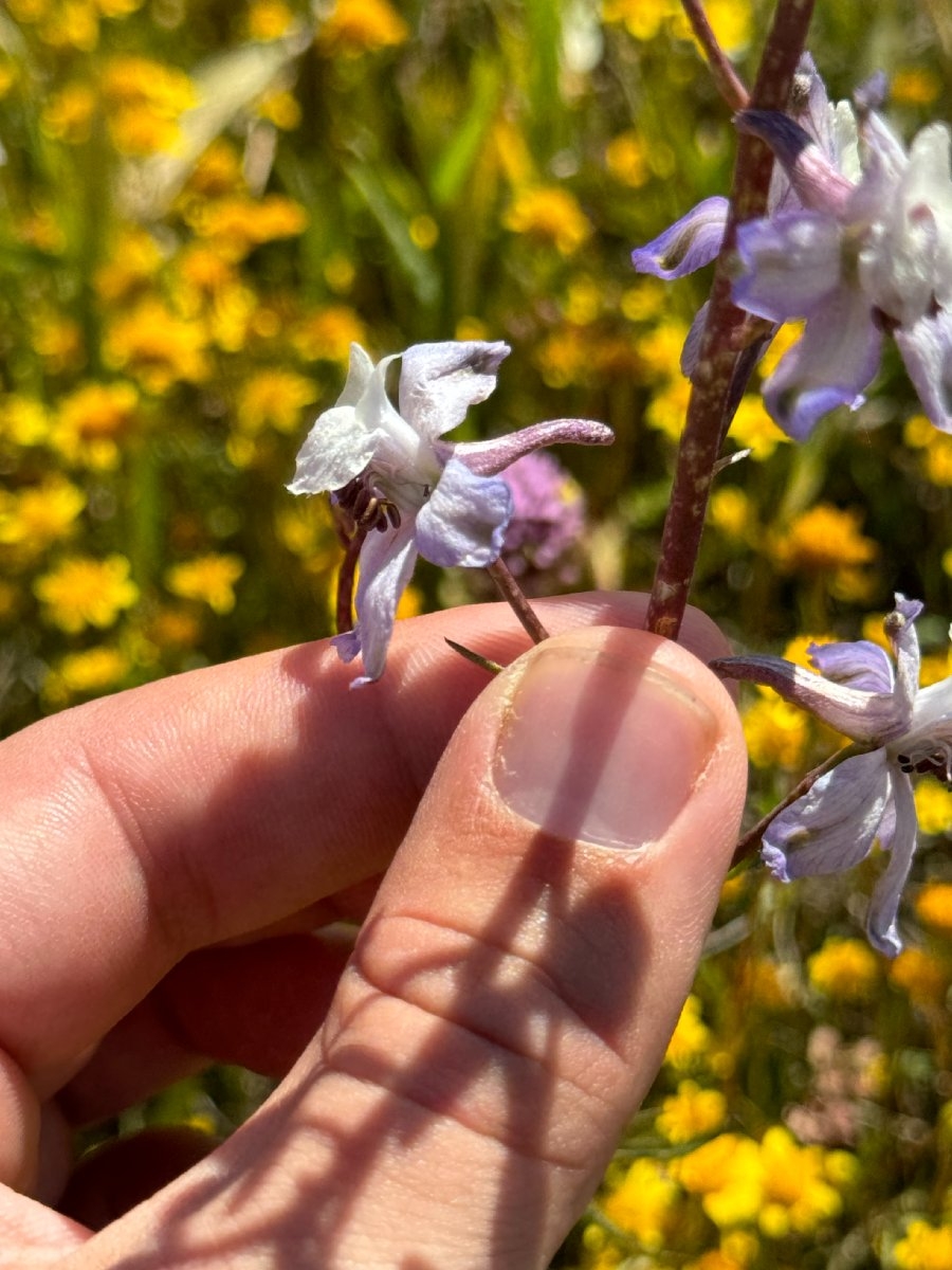 Delphinium recurvatum