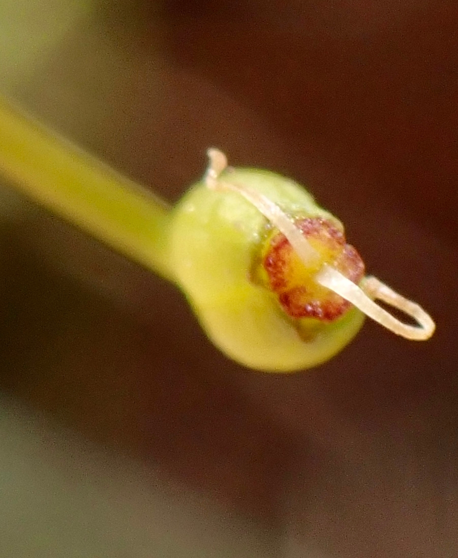 Lomatium congdonii