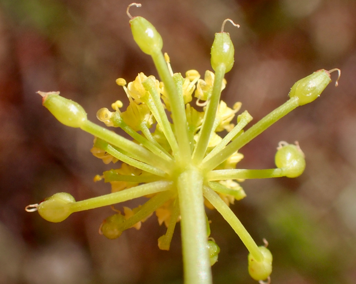 Lomatium congdonii