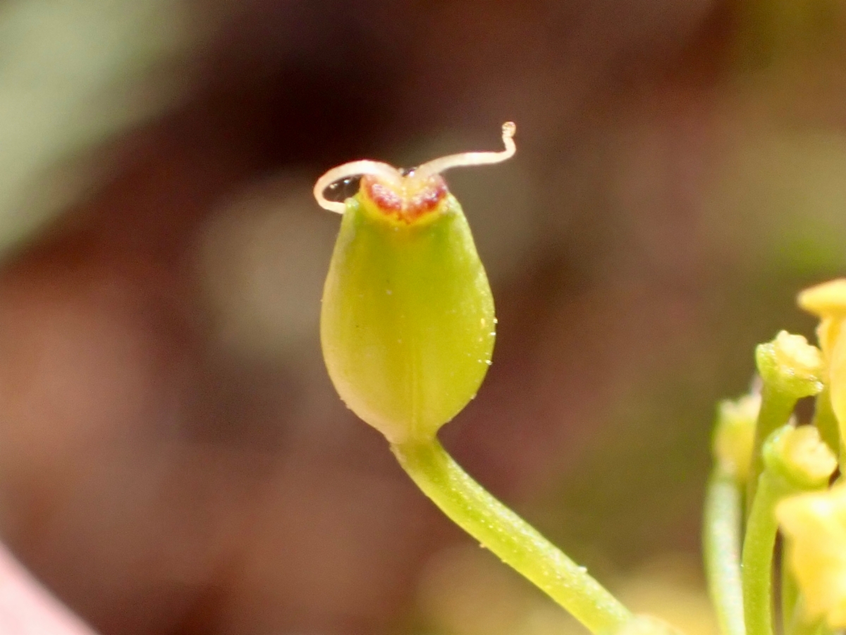 Lomatium congdonii