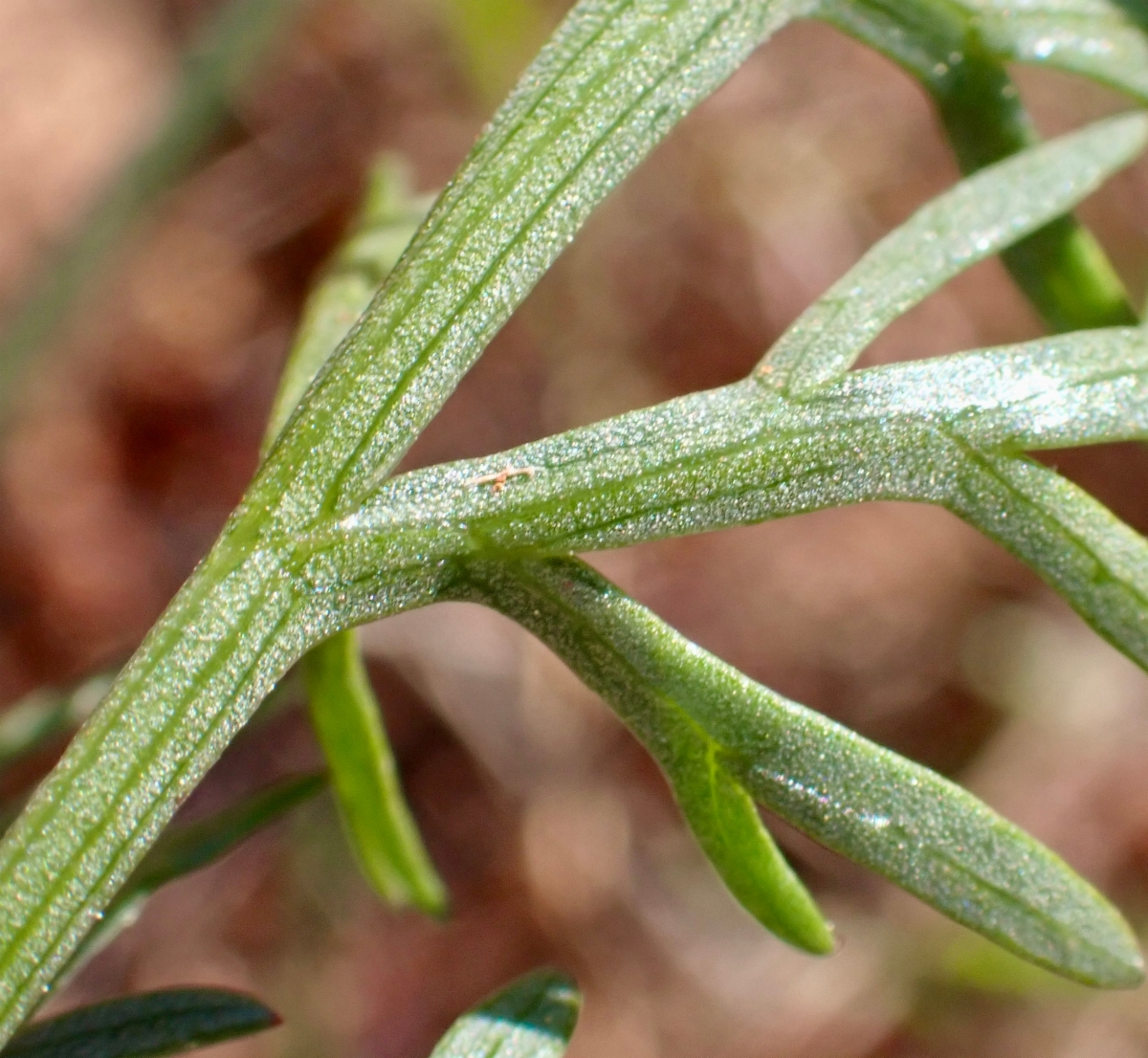 Lomatium congdonii