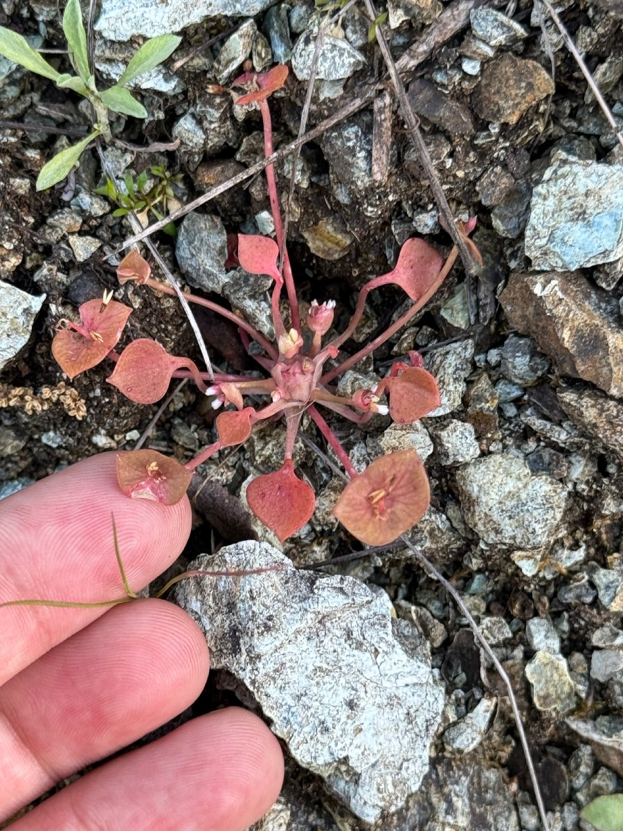 Claytonia parviflora