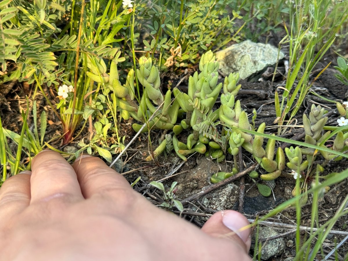 Dudleya blochmaniae ssp. blochmaniae