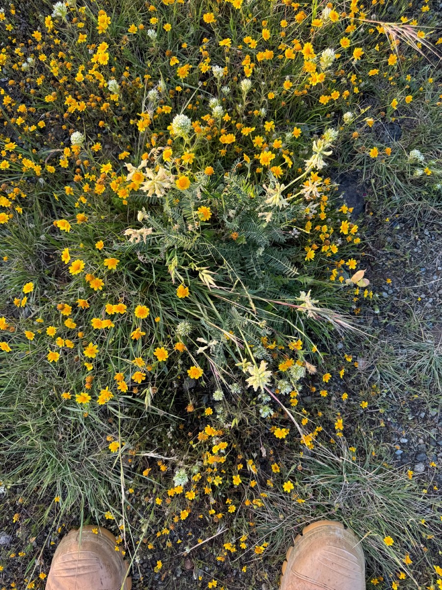 Astragalus curtipes