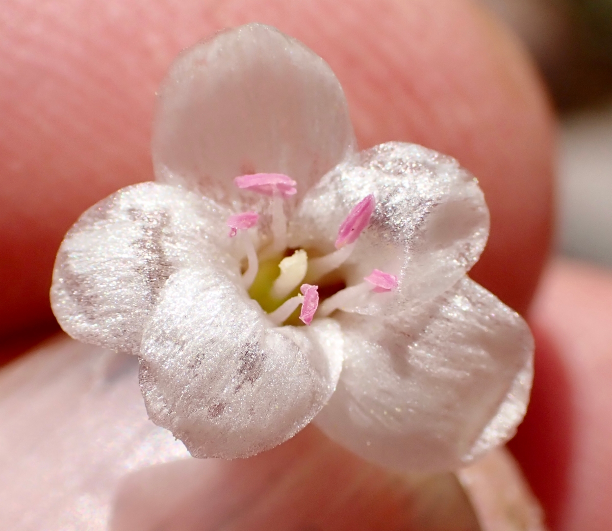 Claytonia crawfordii