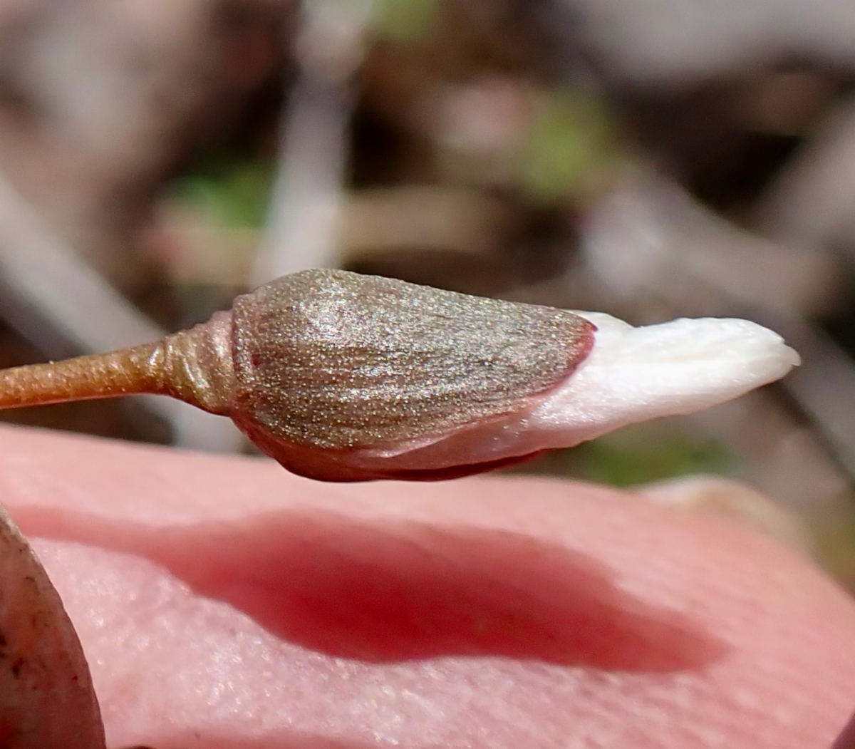 Claytonia crawfordii