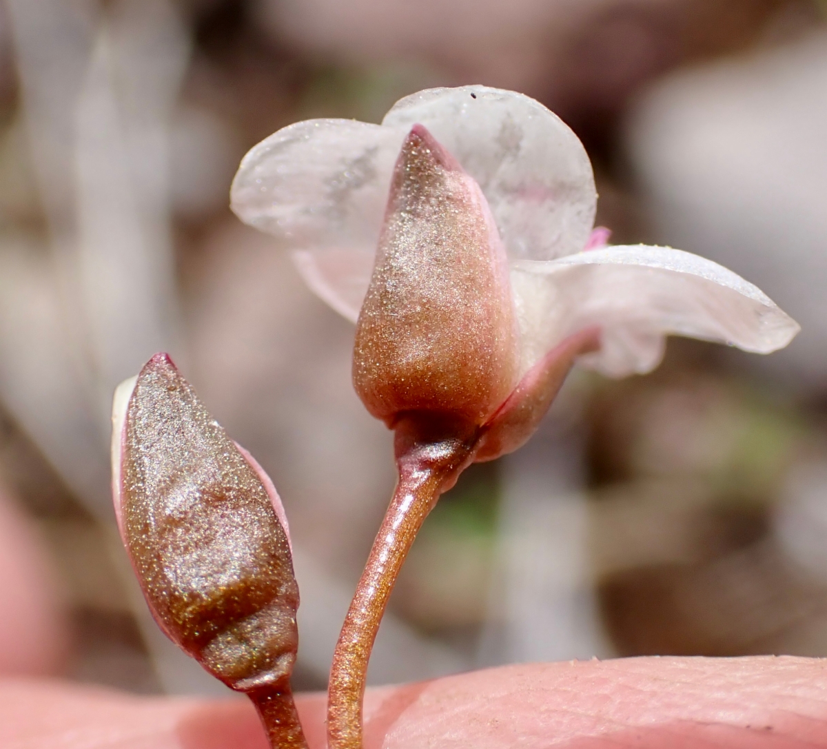 Claytonia crawfordii