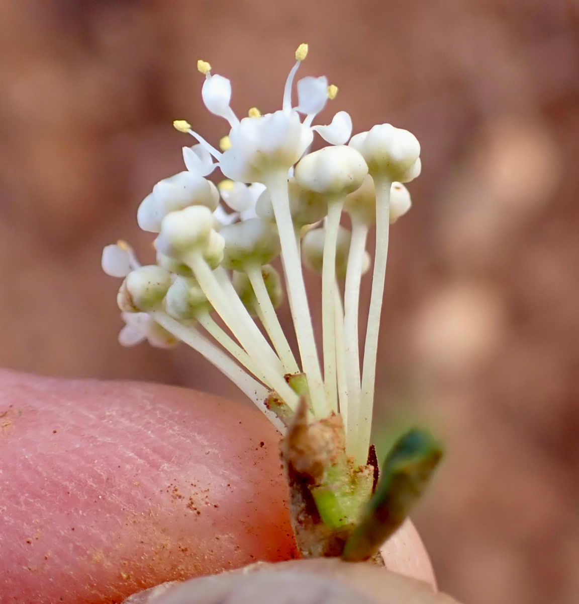 Ceanothus fresnensis