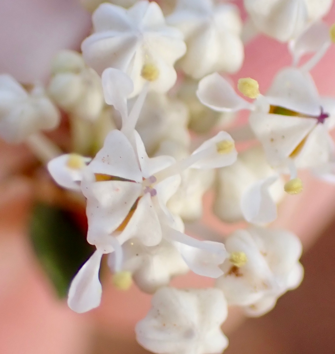 Ceanothus fresnensis