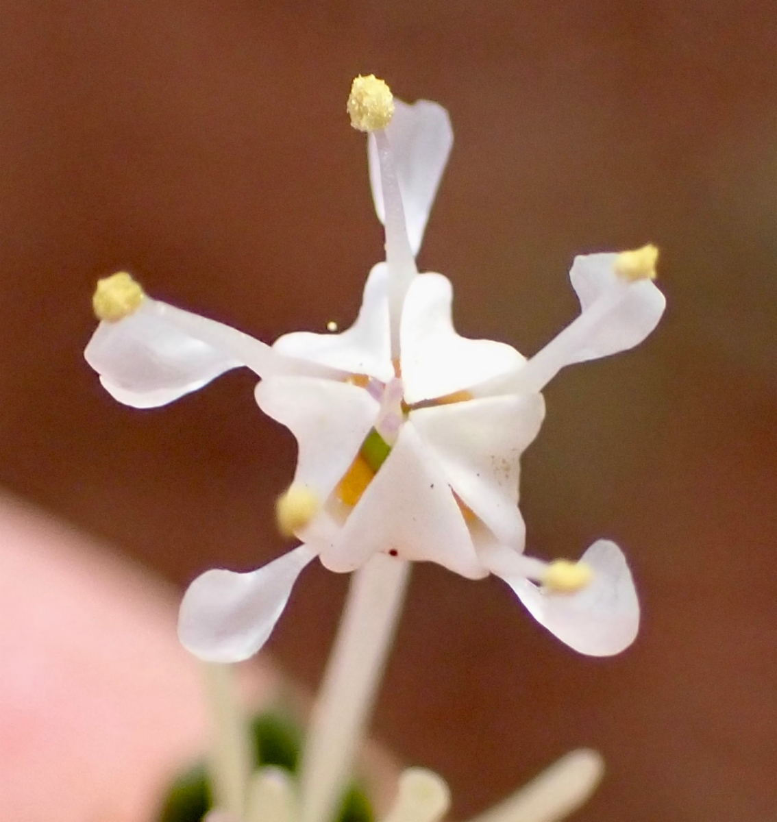 Ceanothus fresnensis