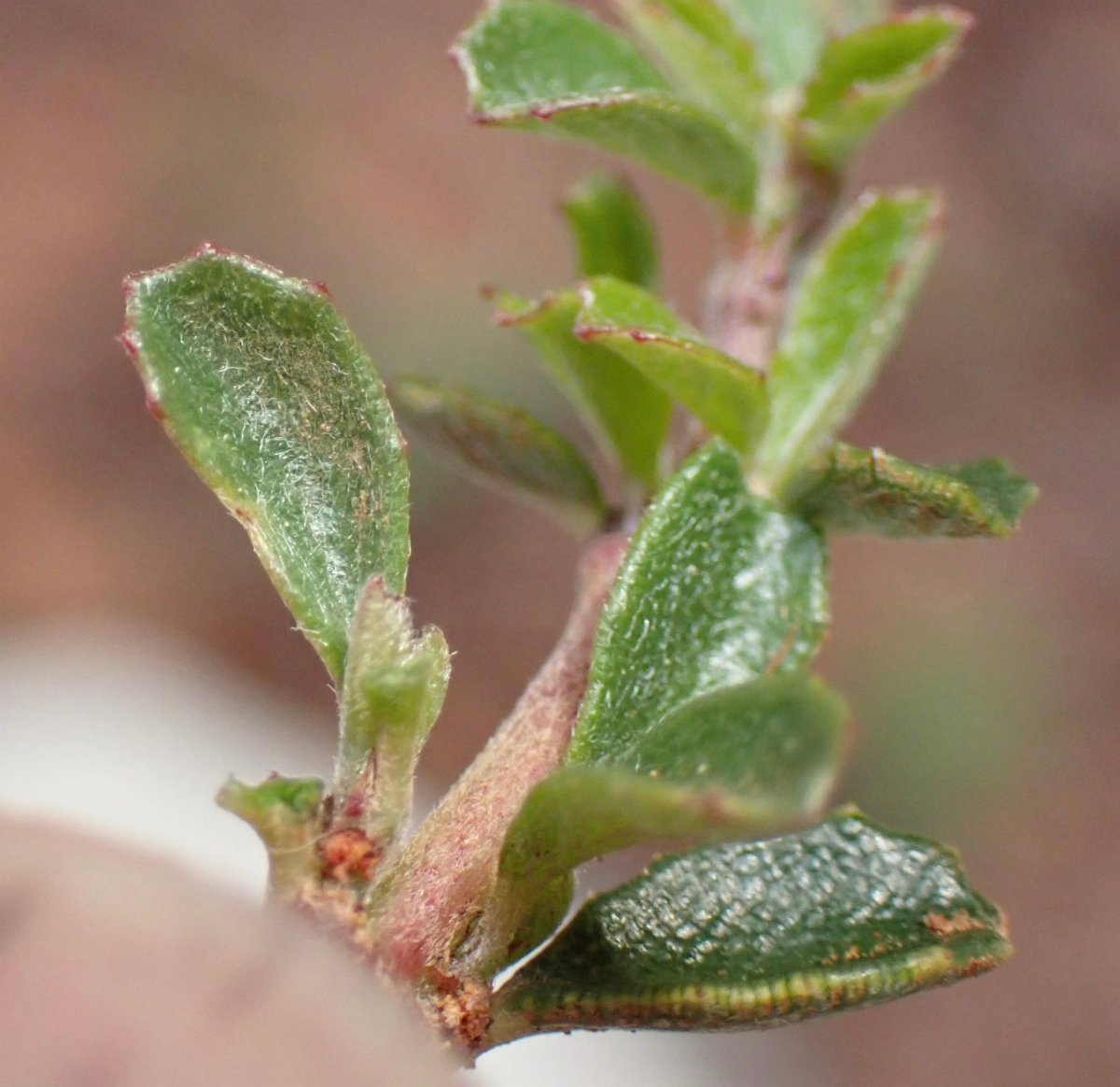 Ceanothus fresnensis