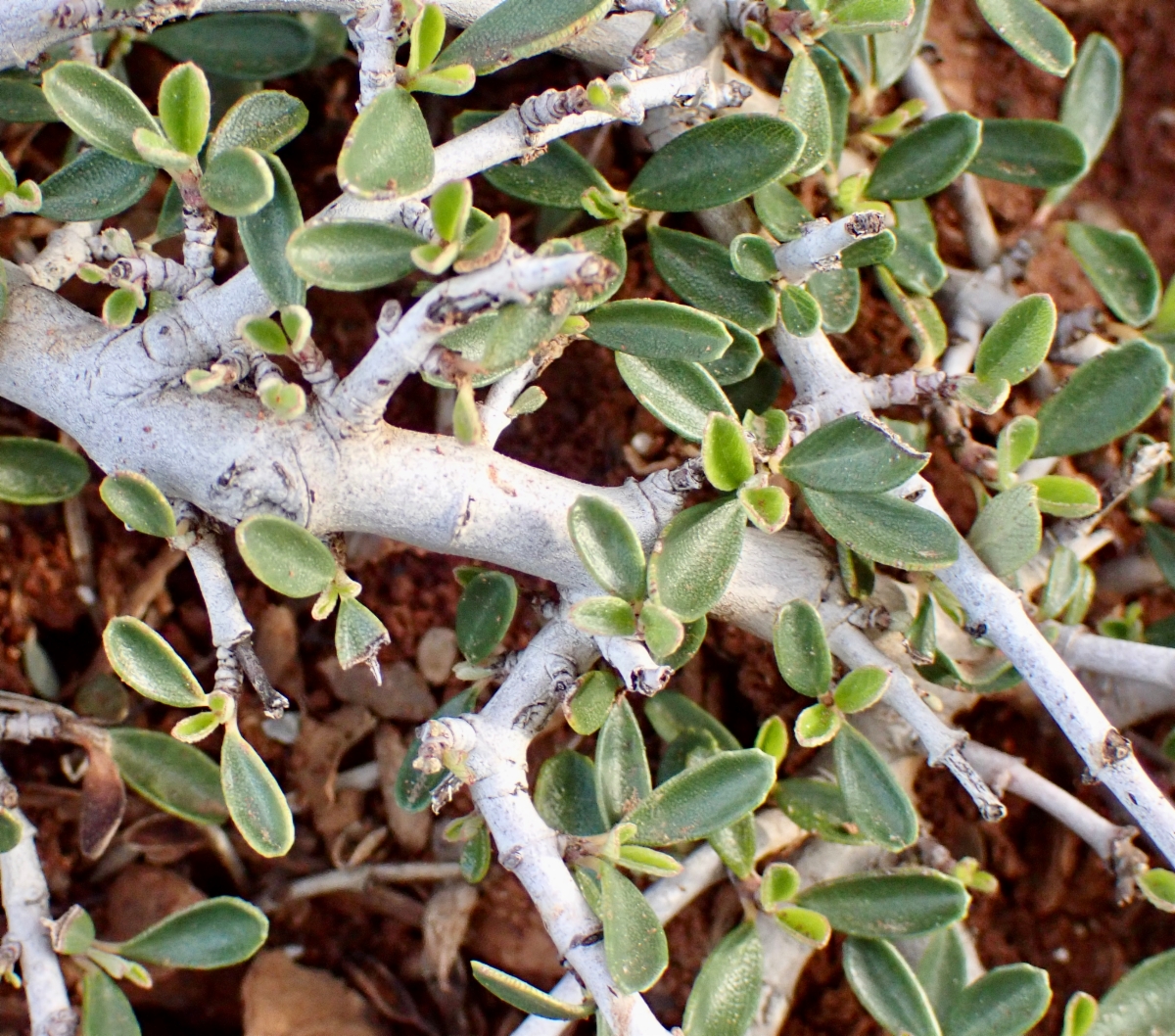 Ceanothus fresnensis