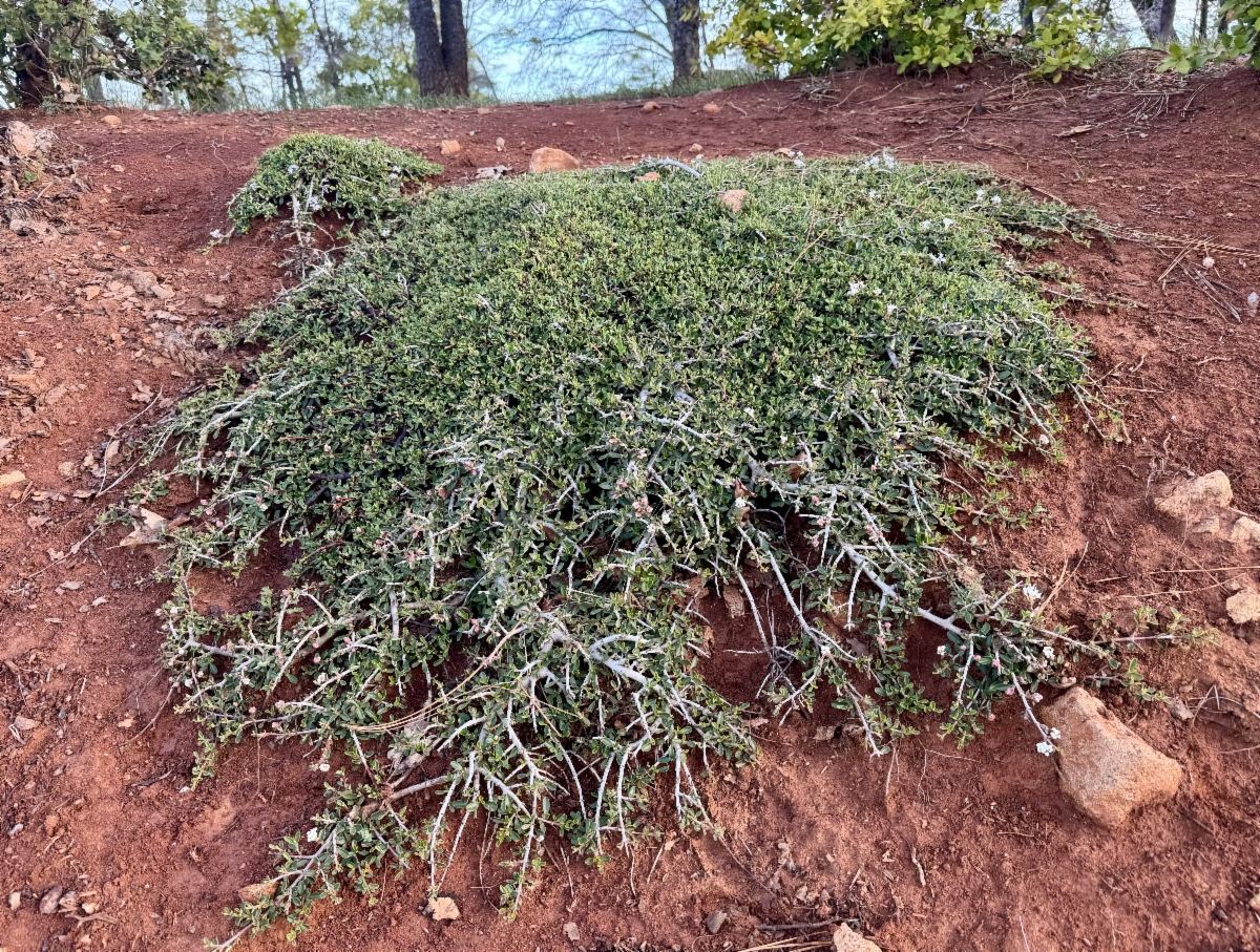 Ceanothus fresnensis