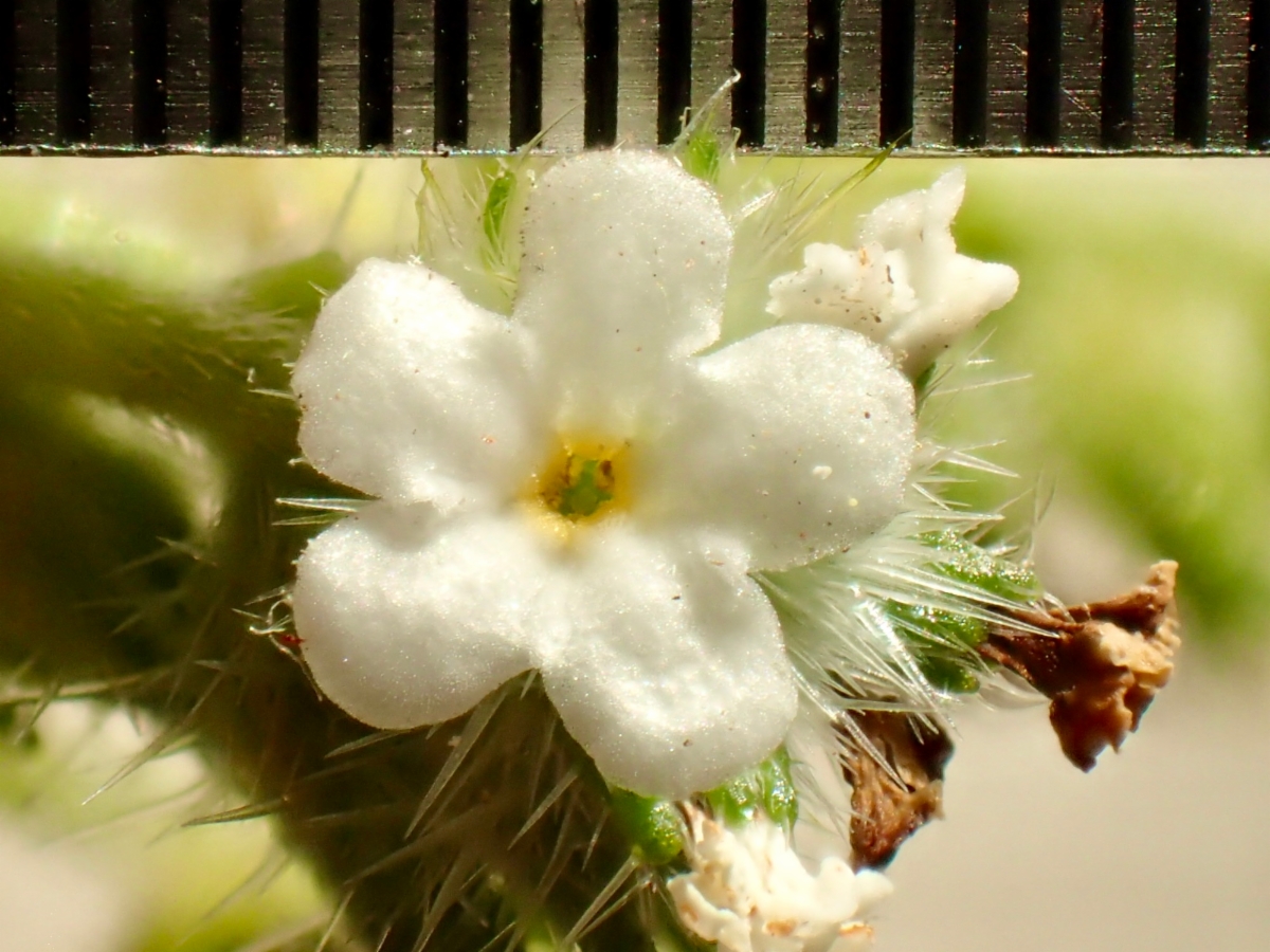 Cryptantha clevelandii