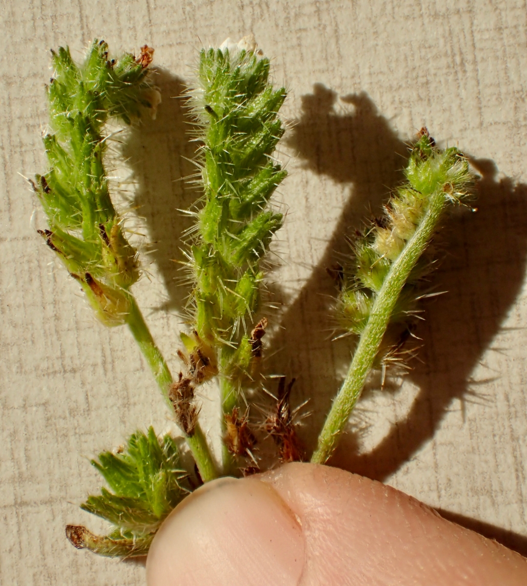 Cryptantha clevelandii