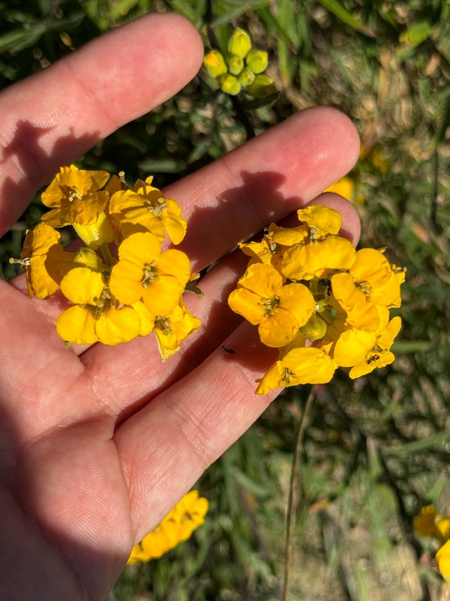 Erysimum suffrutescens