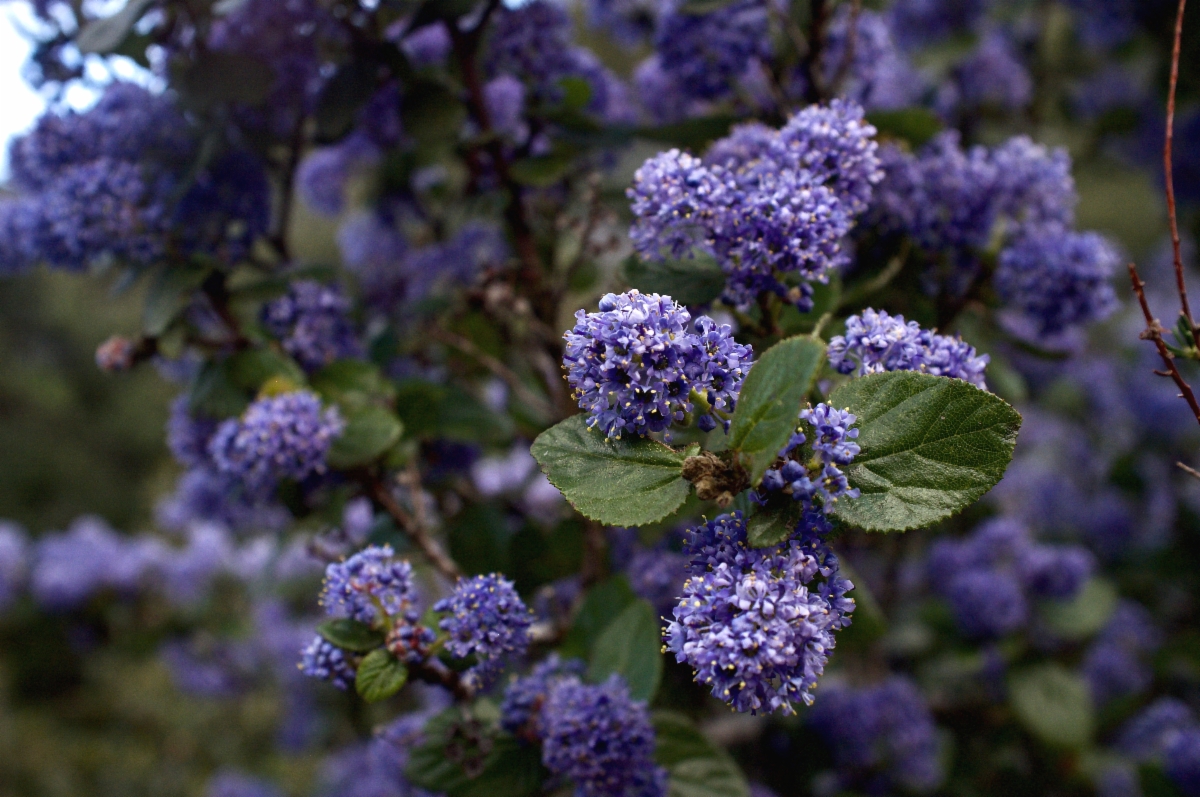 Ceanothus oliganthus var. orcuttii