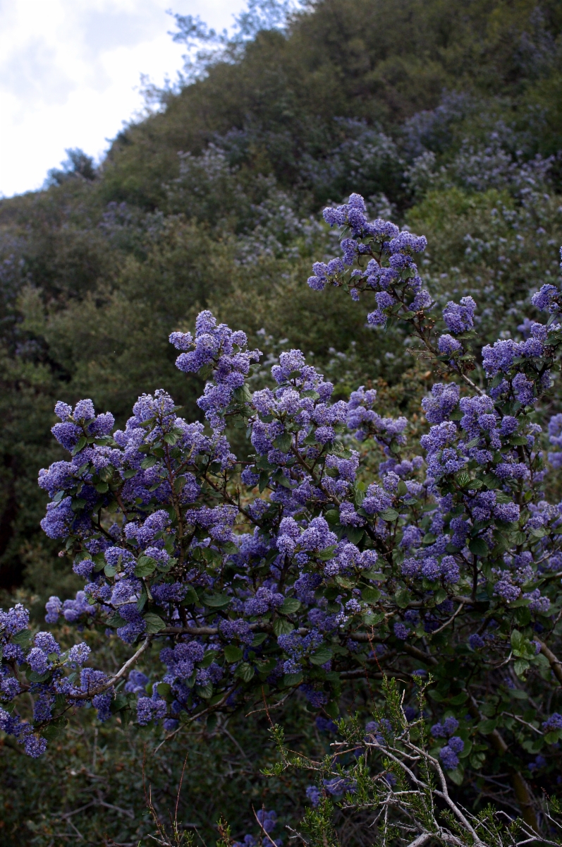 Ceanothus oliganthus var. orcuttii