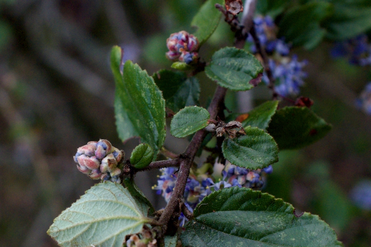 Ceanothus oliganthus var. orcuttii