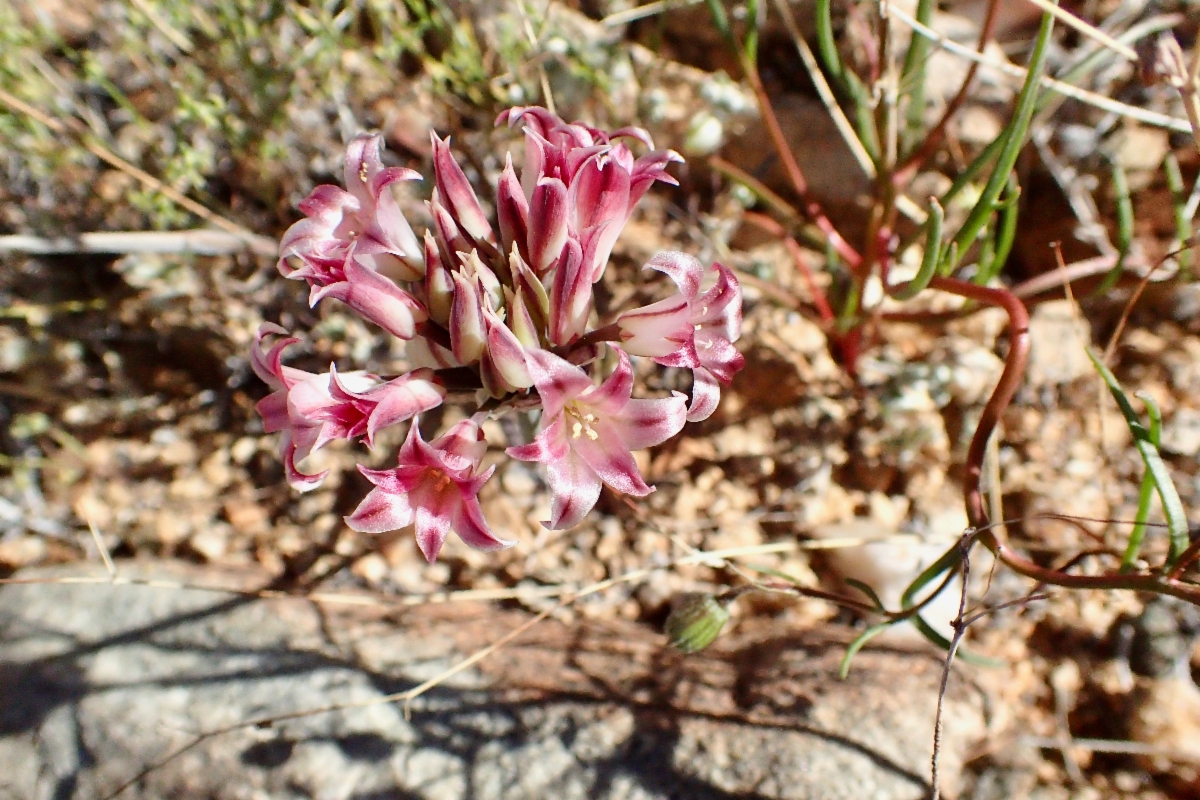 Allium parishii