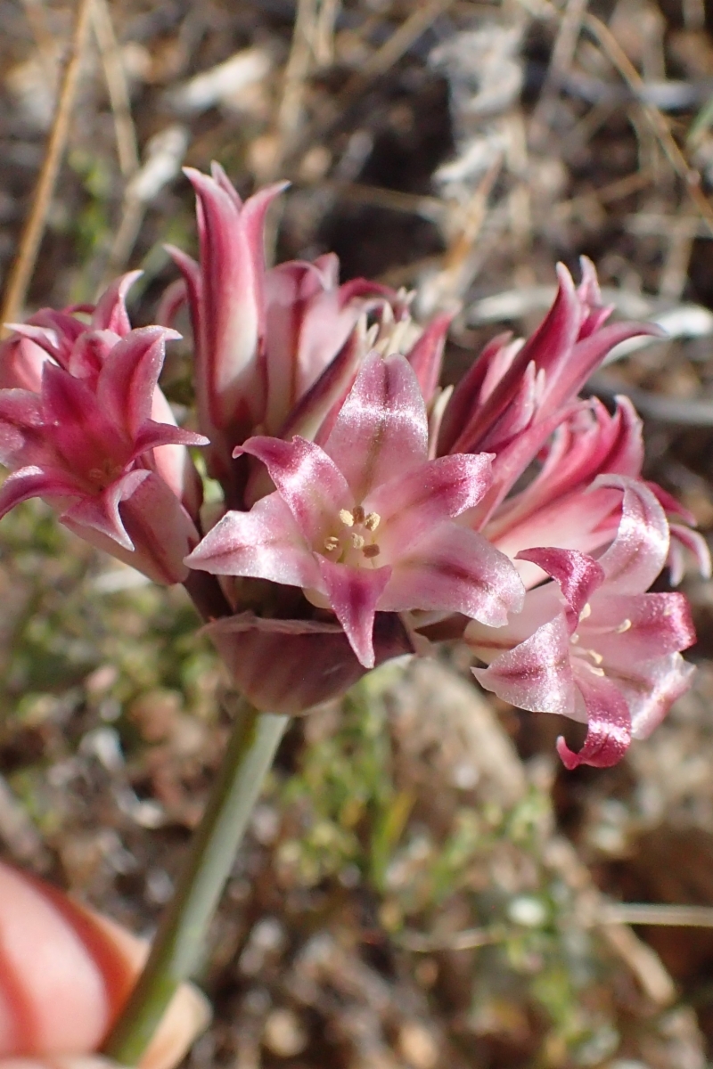 Allium parishii