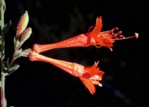 Epilobium canum ssp. mexicanum