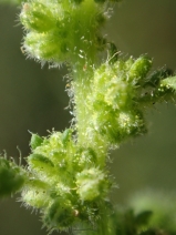 Chenopodium pumilio