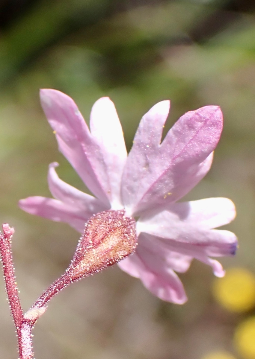 Lithophragma parviflorum var. trifoliatum