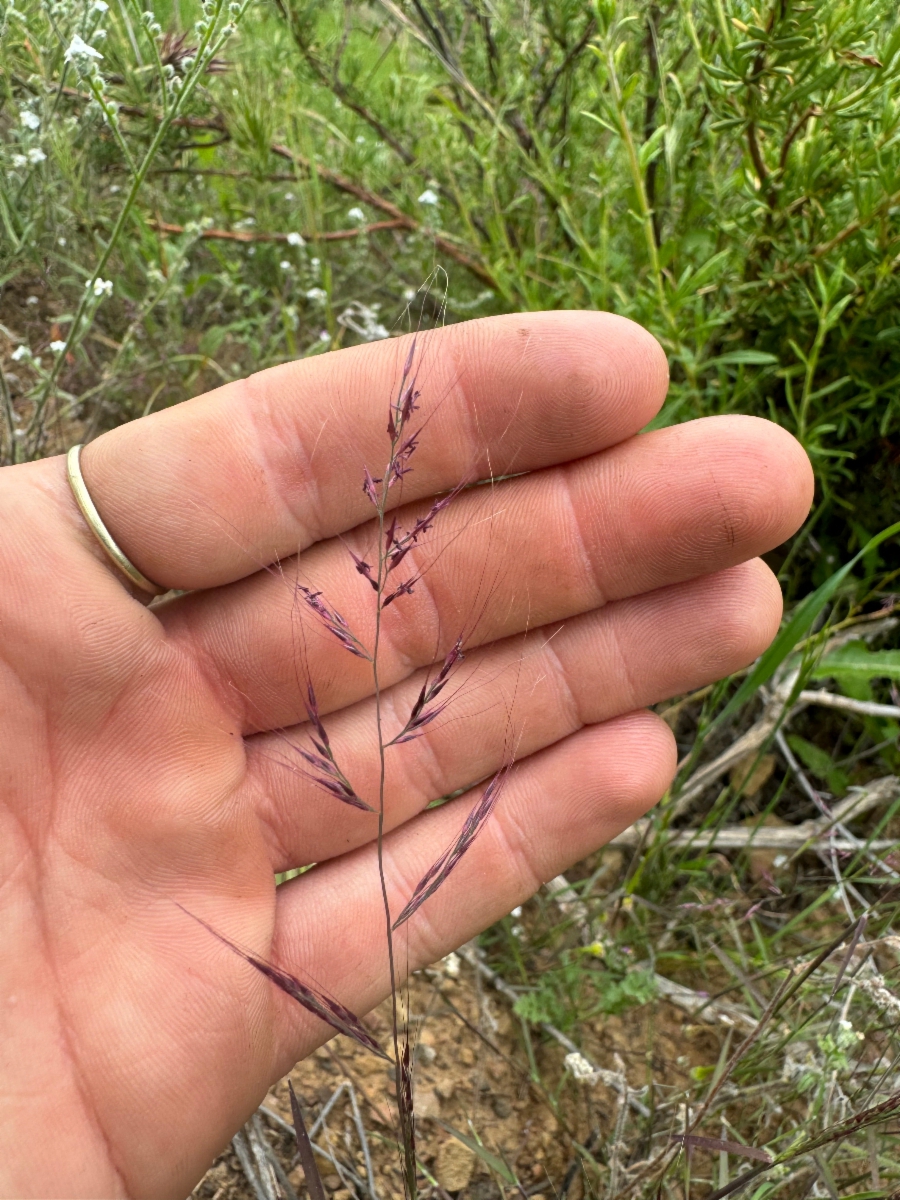 Muhlenbergia microsperma