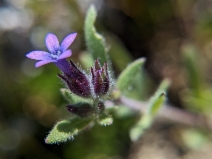 Allophyllum gilioides ssp. gilioides