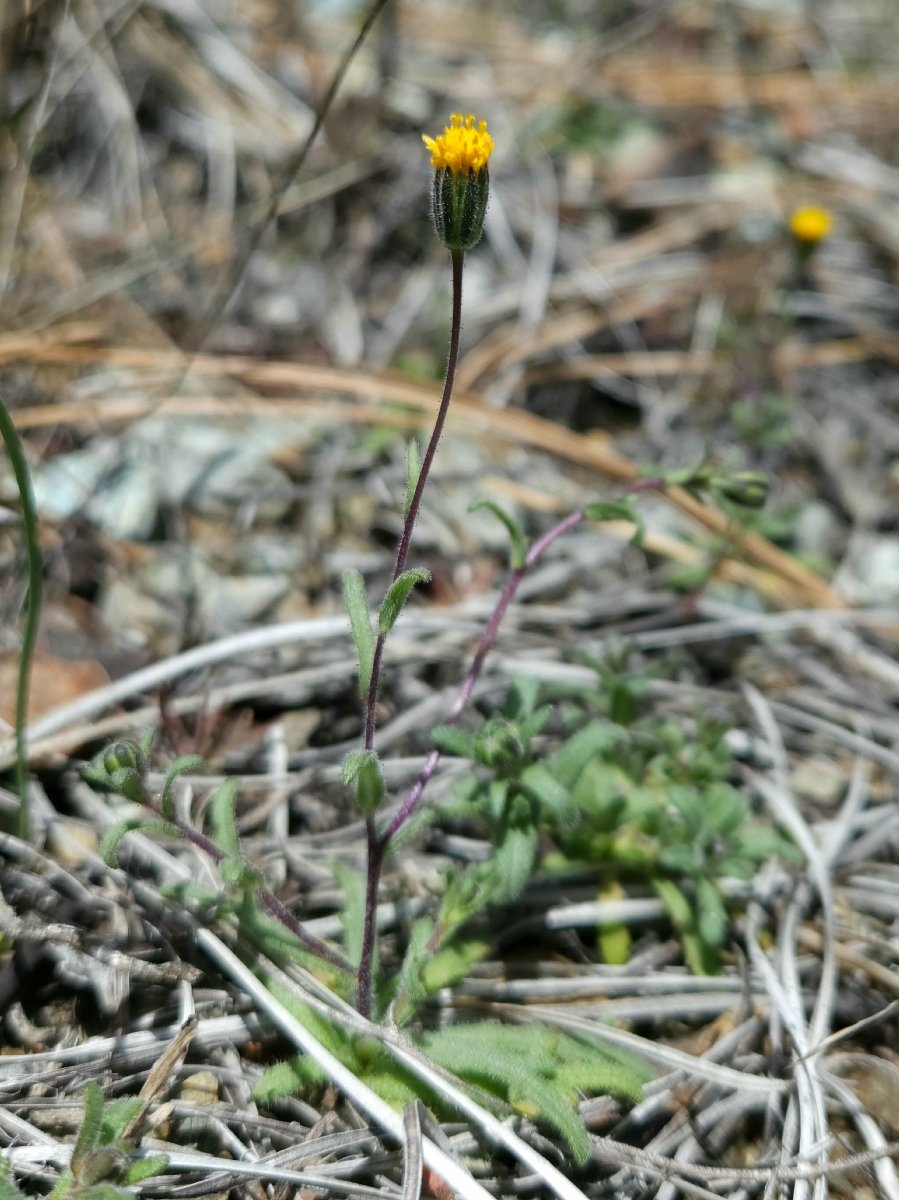 Layia discoidea