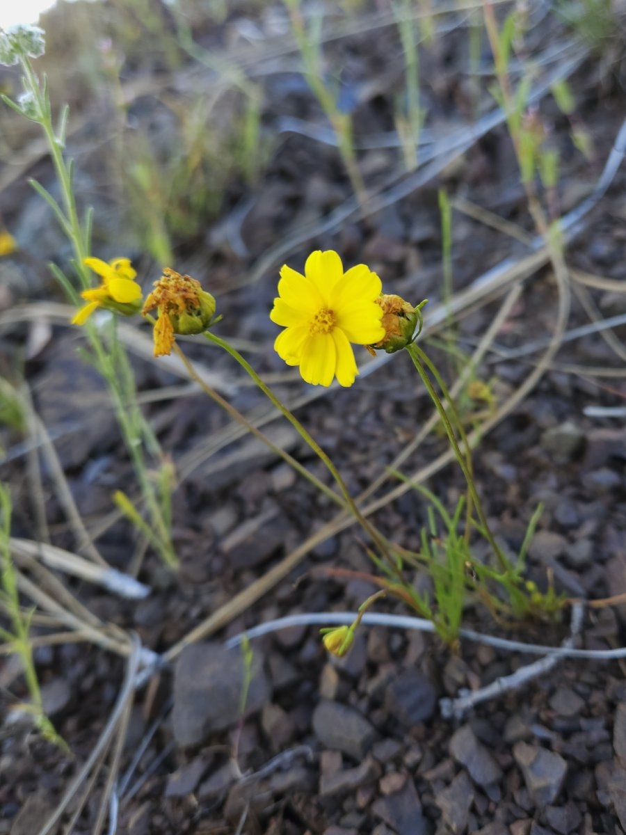 Leptosyne douglasii