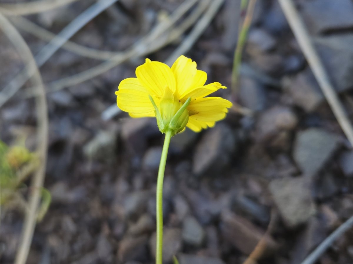 Leptosyne douglasii