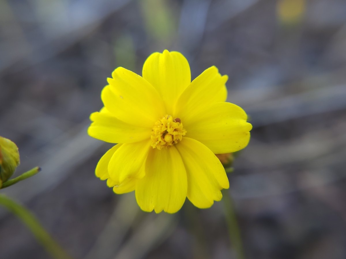 Leptosyne douglasii