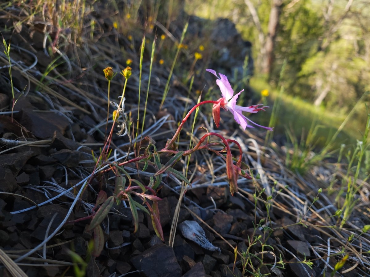 Clarkia breweri