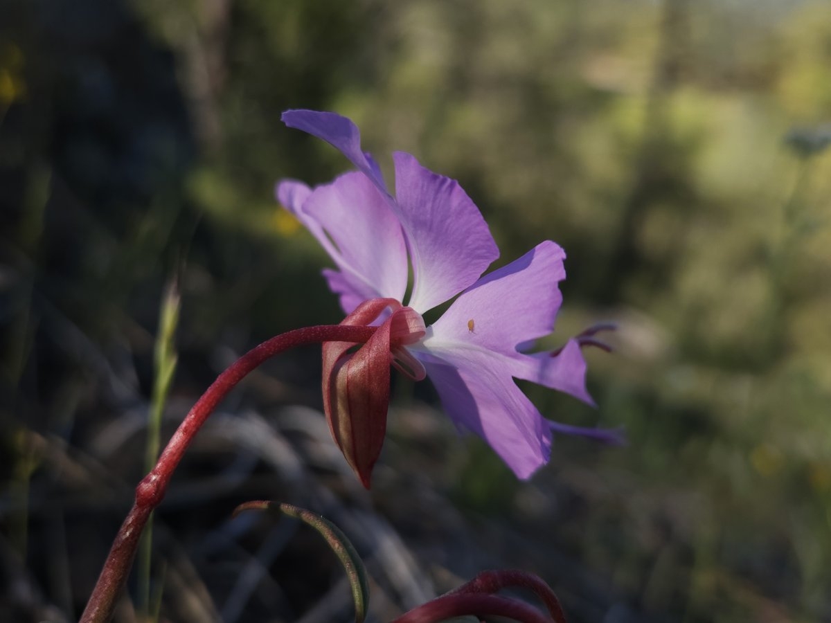 Clarkia breweri