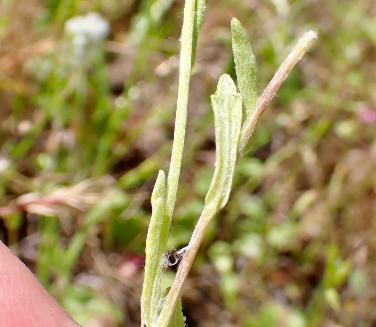 Pseudobahia bahiifolia