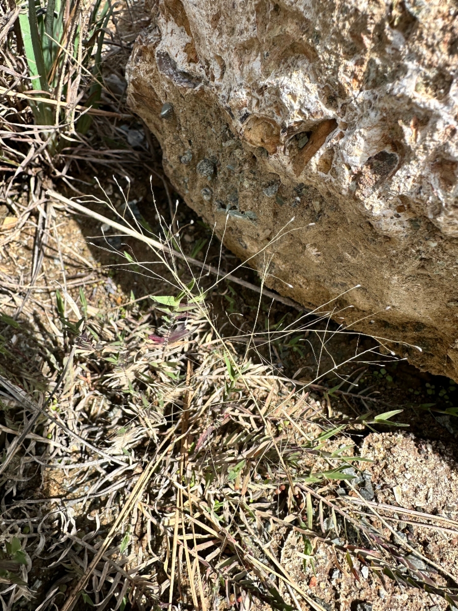 Muhlenbergia asperifolia