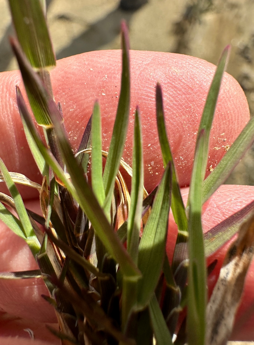 Muhlenbergia asperifolia