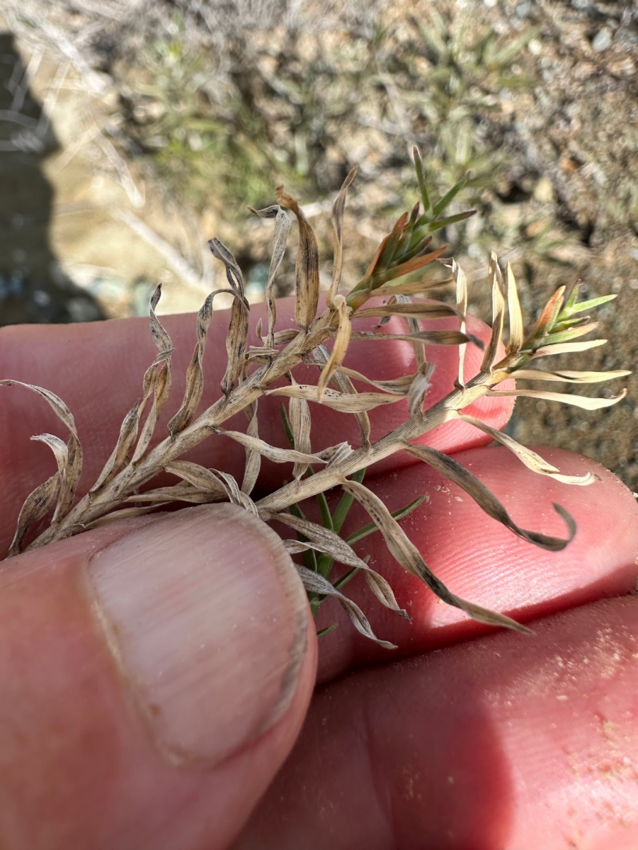 Muhlenbergia asperifolia