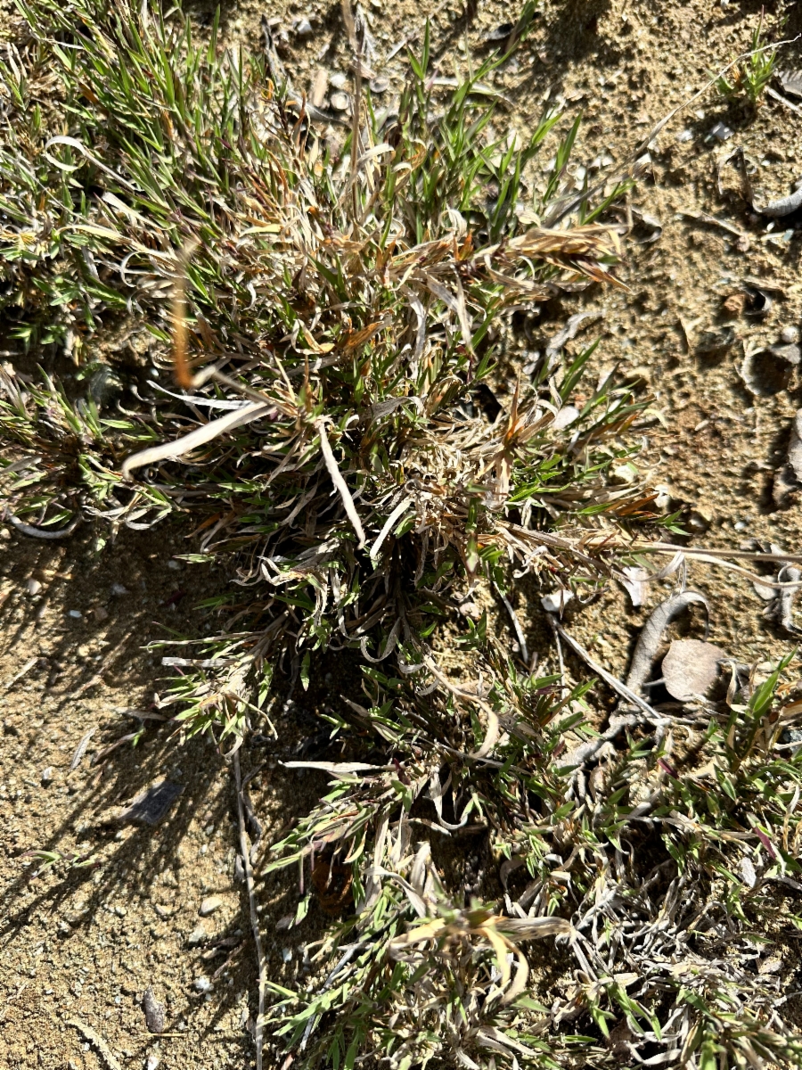 Muhlenbergia asperifolia