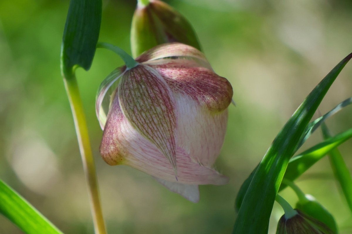 Calochortus albus