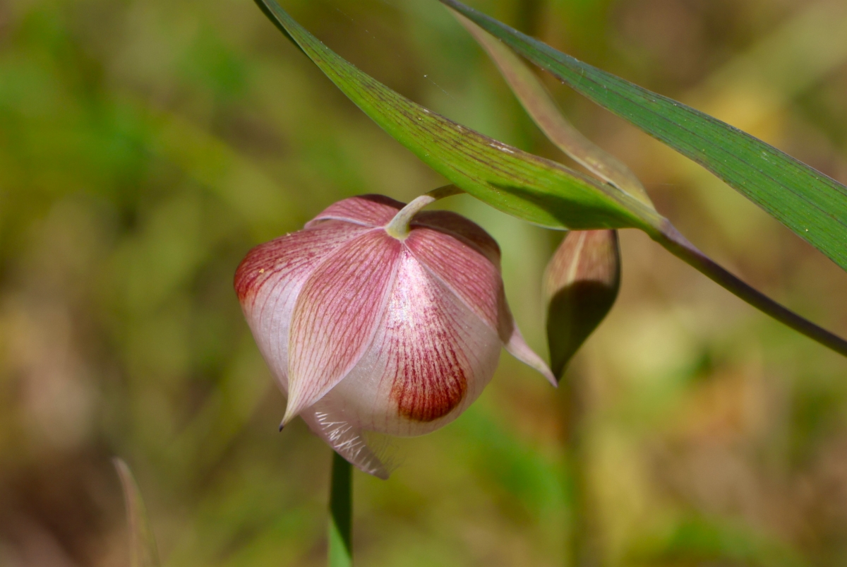 Calochortus albus